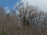 nte Cagliato-20110220 060